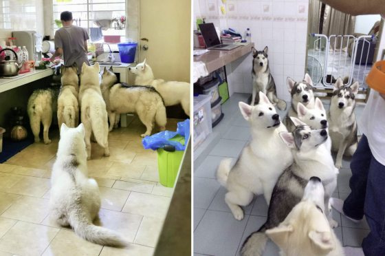 【非一般陪伴者／03】当主人外出，化身临时主人，照顾毛孩起居饮食──全职伴宠师程勇铧、吴雪儿