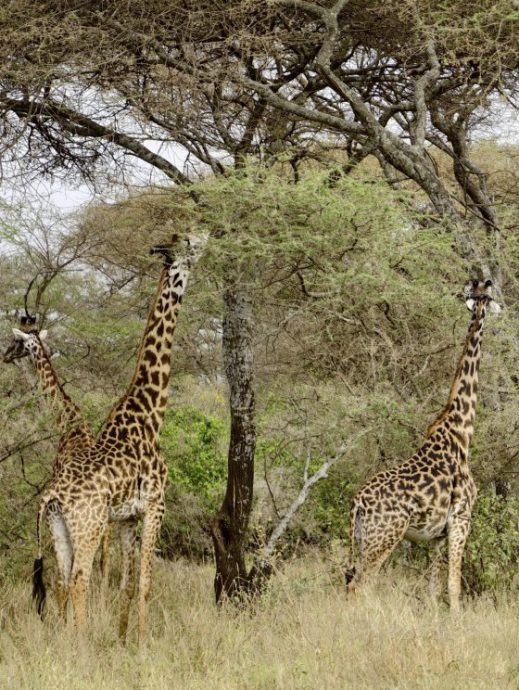 【非洲‧坦桑尼亚】等待中的奇观：塞伦盖蒂的生命长河