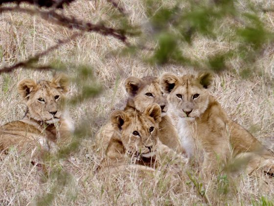 【非洲‧坦桑尼亚】等待中的奇观：塞伦盖蒂的生命长河