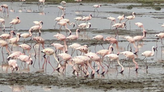 【非洲‧坦桑尼亚】等待中的奇观：塞伦盖蒂的生命长河