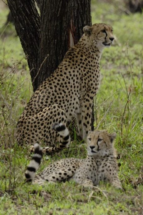 【非洲‧坦桑尼亚】等待中的奇观：塞伦盖蒂的生命长河