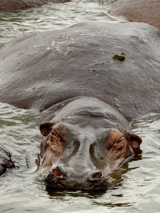 【非洲‧坦桑尼亚】等待中的奇观：塞伦盖蒂的生命长河