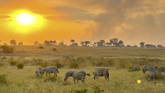 【非洲‧坦桑尼亚】等待中的奇观：塞伦盖蒂的生命长河