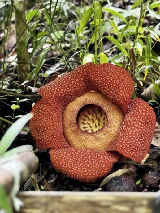 【马来西亚‧沙巴】在风下之乡，来一趟温故知新的旅程