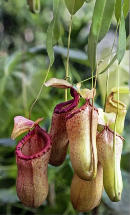 【马来西亚‧沙巴】在风下之乡，来一趟温故知新的旅程