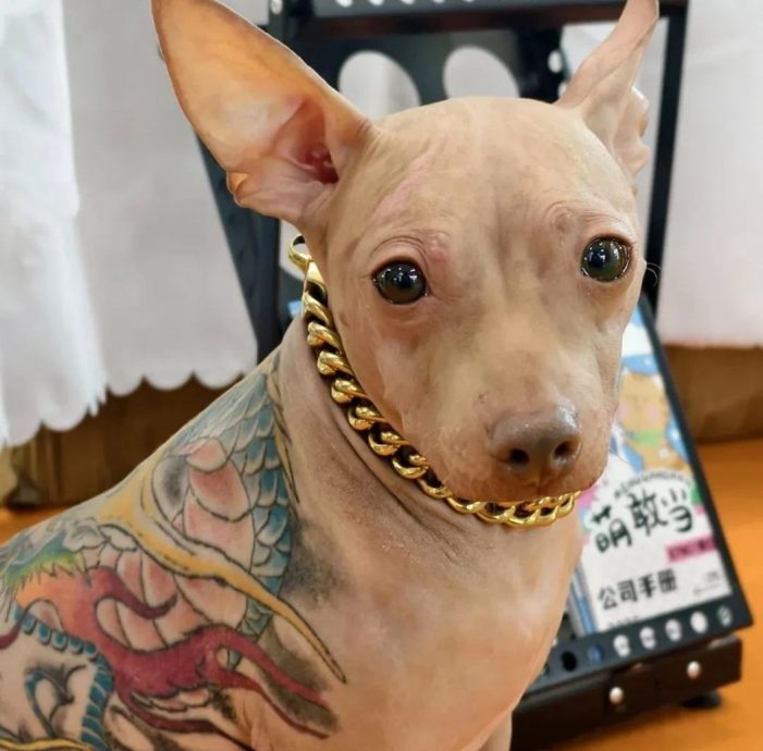 上海宠物展惊现“纹身狗”还戴金链子!主办方:已限制犬主人入场