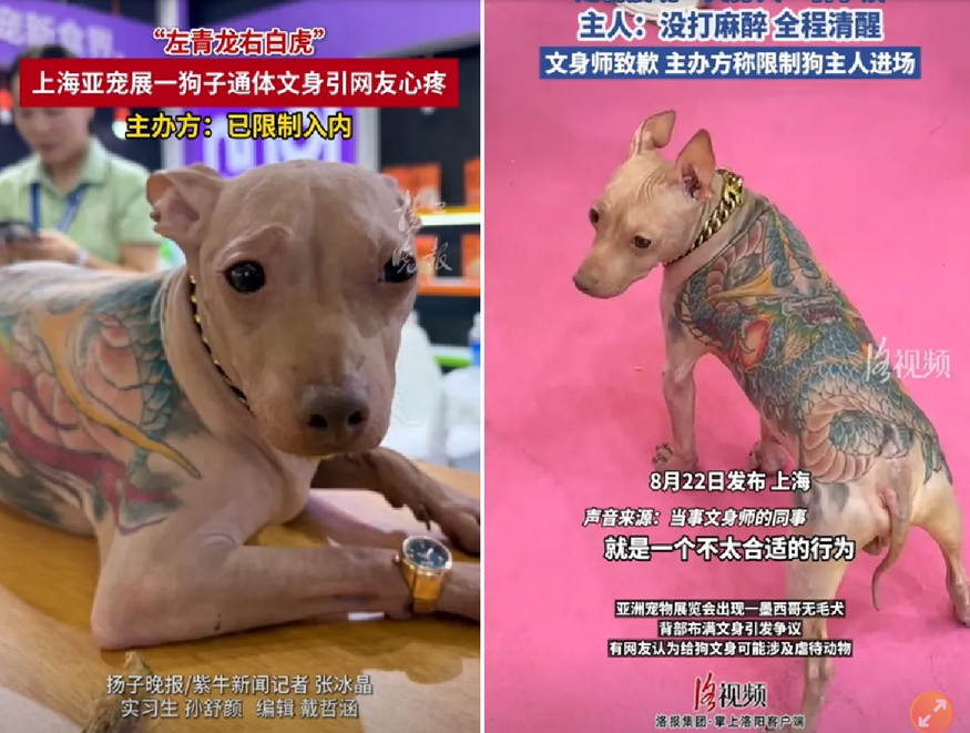 上海宠物展惊现“纹身狗”还戴金链子!主办方:已限制犬主人入场
