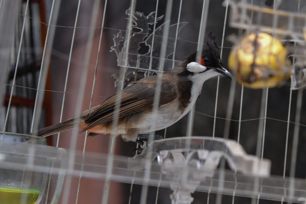 东（已签）：从兴趣到投入，青年靠饲养凤头鹎创经济来源。