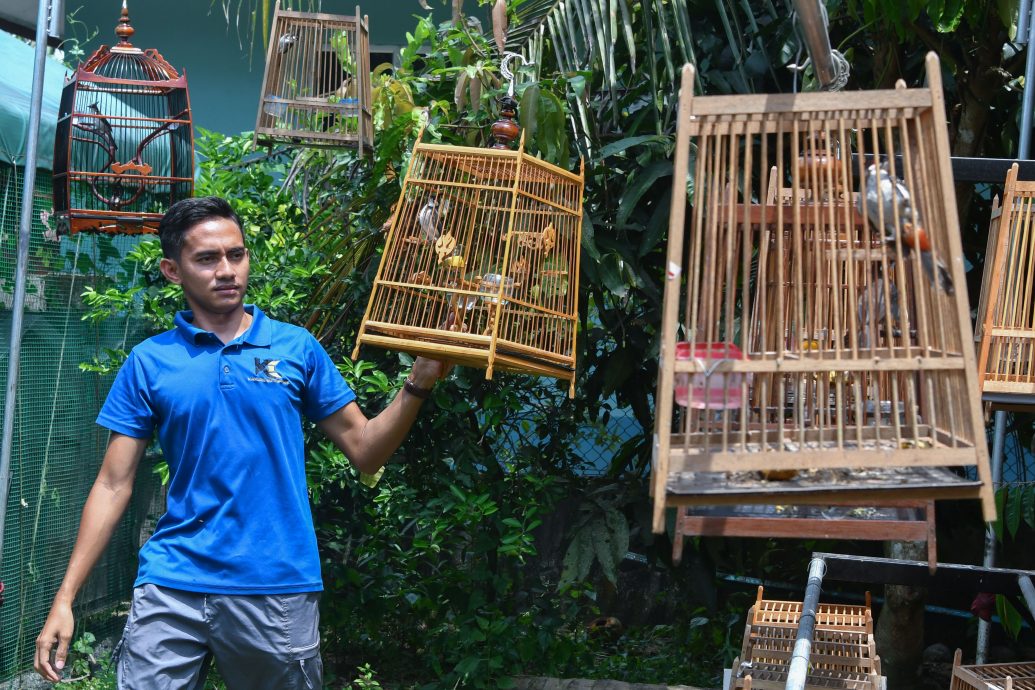 东（已签）：从兴趣到投入，青年靠饲养凤头鹎创经济来源。