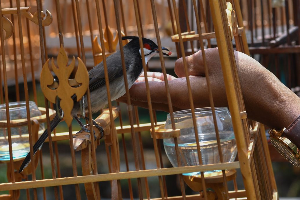 东（已签）：从兴趣到投入，青年靠饲养凤头鹎创经济来源。