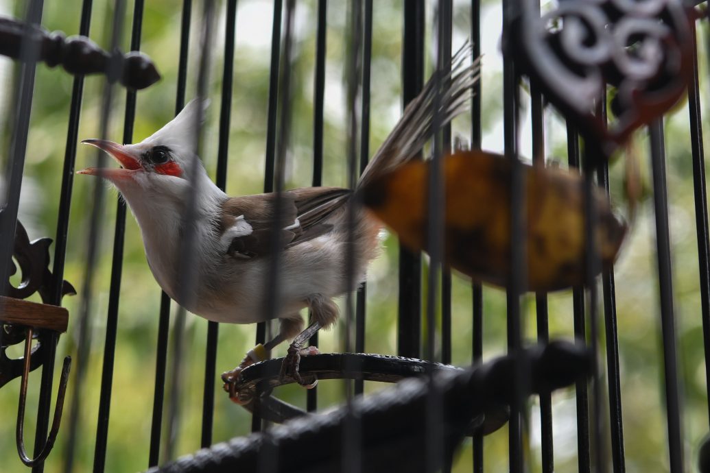 东（已签）：从兴趣到投入，青年靠饲养凤头鹎创经济来源。