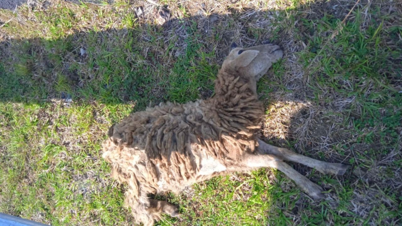 东：一名骑摩托车的男子为避羊群失控摔车，送院抢救不治身亡。