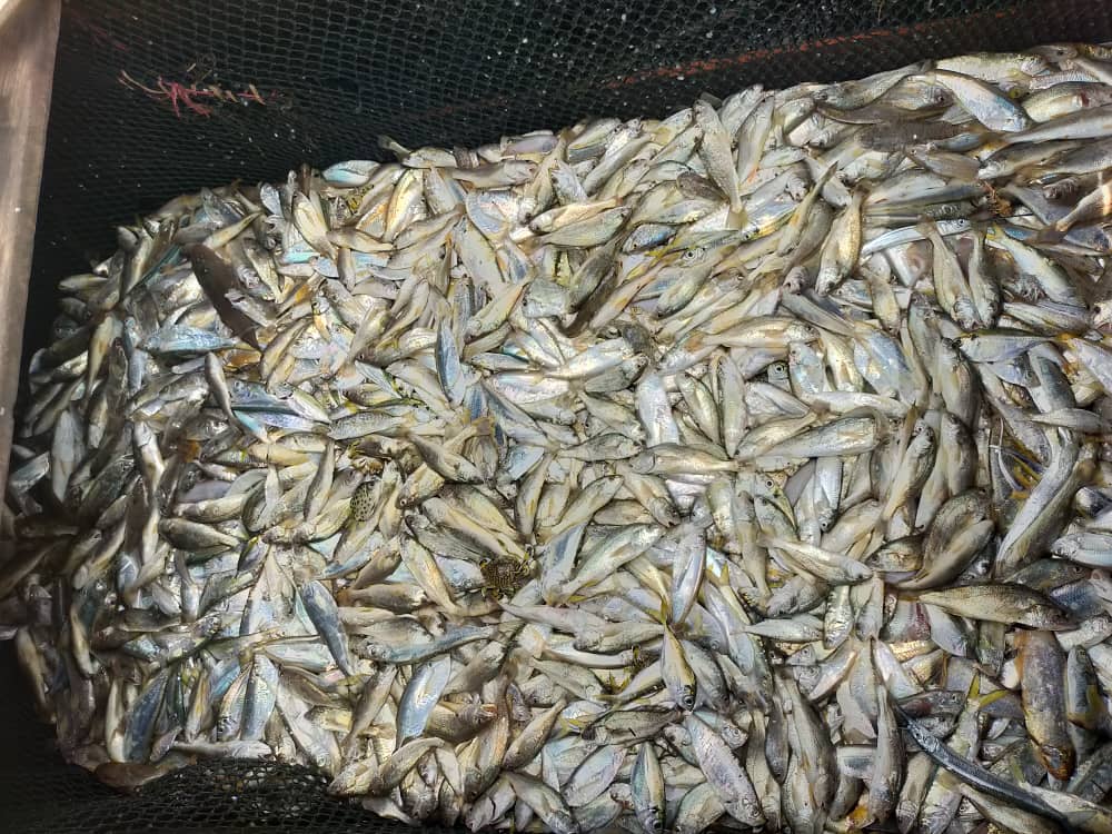 彭亨海事执法机构在邦迪安海滩以东约0.23海里处，扣押一艘涉嫌违反渔业执照条例的本地渔船