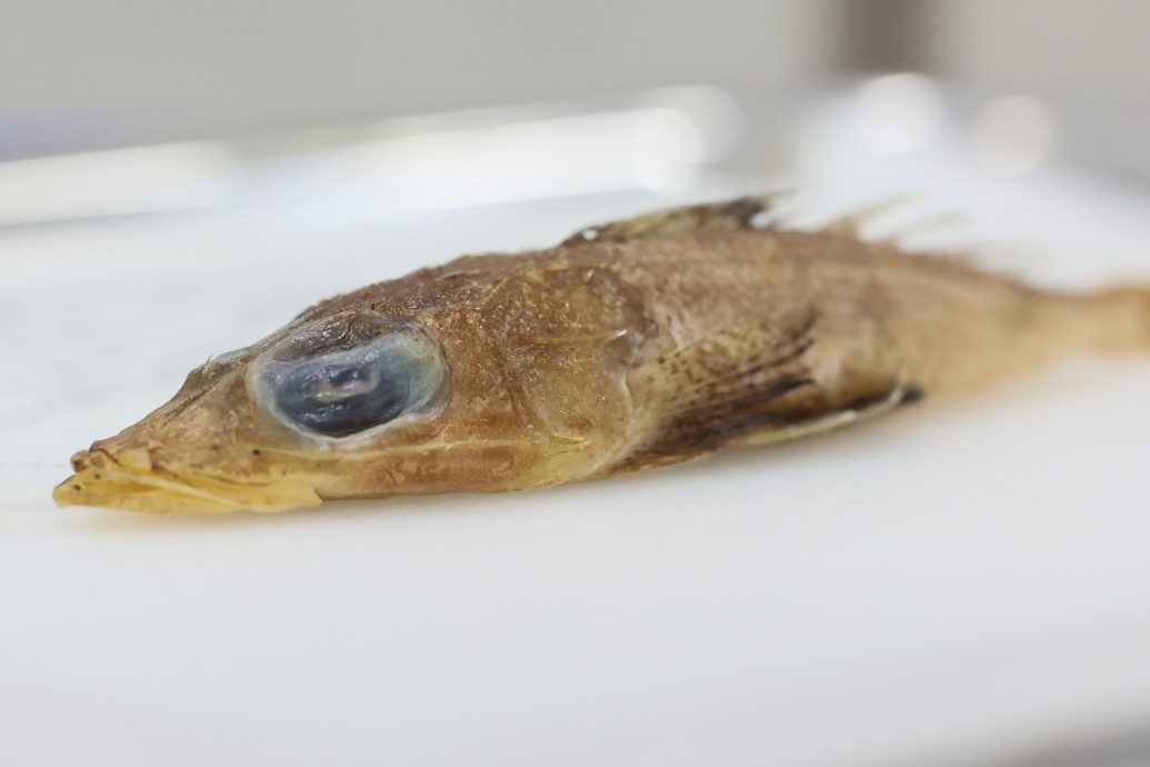 东：已签发：登嘉楼马来西亚大学（登大）的研究人员成功在南中国海水域发现一种新鱼类，并将其命名为“Rogadius azizahae”。