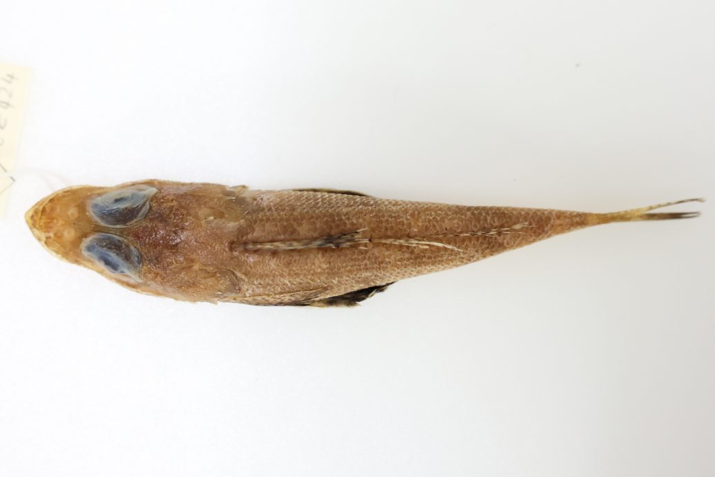 东：已签发：登嘉楼马来西亚大学（登大）的研究人员成功在南中国海水域发现一种新鱼类，并将其命名为“Rogadius azizahae”。