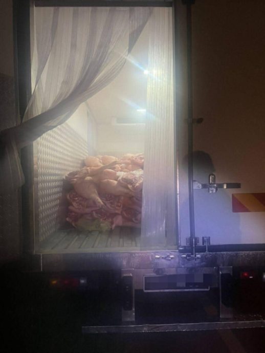 东:普通警察部队在吉兰丹通往登嘉楼的甘榜阿帕大路截查2辆形迹可疑的罗里,起获逾1万6000公斤走私猪肉,总值逾104万令吉。