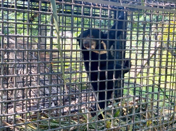 东:登州野生动物和国家公园局在铁山捕获一只90公斤马来熊