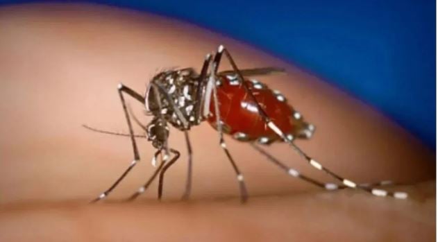 中国基孔肯雅热疫情严峻 患者疼痛难行恐留后遗症