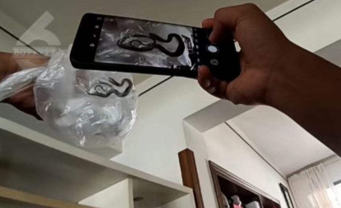 云南夫妻外出旅游!家里惨变“蛇窝” 从家中各处窜出10条