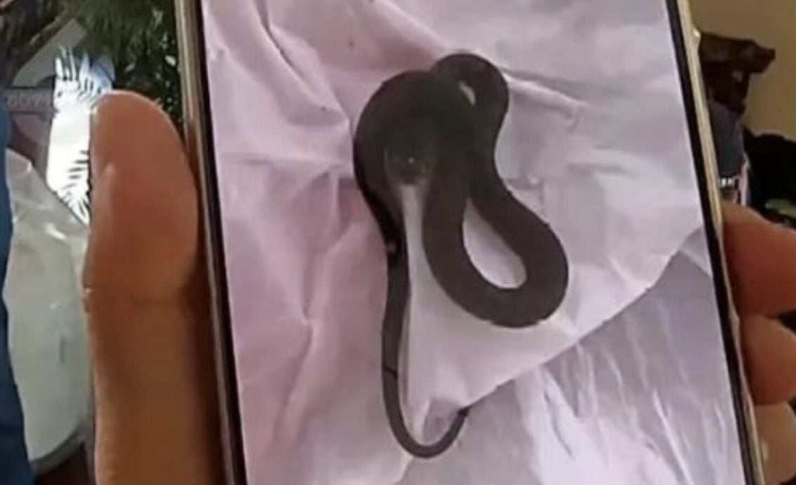 云南夫妻外出旅游!家里惨变“蛇窝” 从家中各处窜出10条