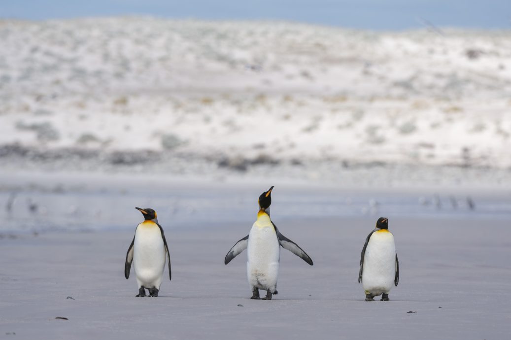 企鹅比人多! 福克兰群岛关税从“41%降至10%”成最大赢家