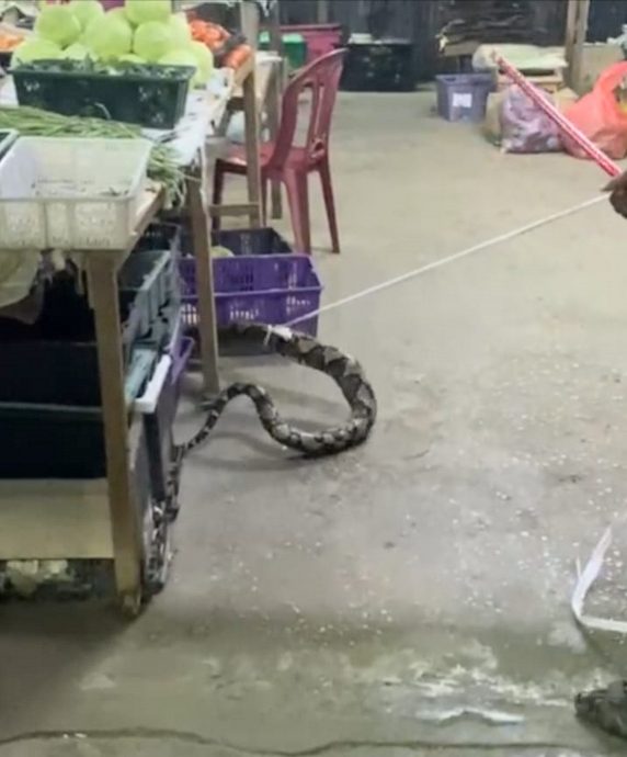 供星洲网:公市小贩活擒一条长约10尺的蟒蛇,却被逃脱