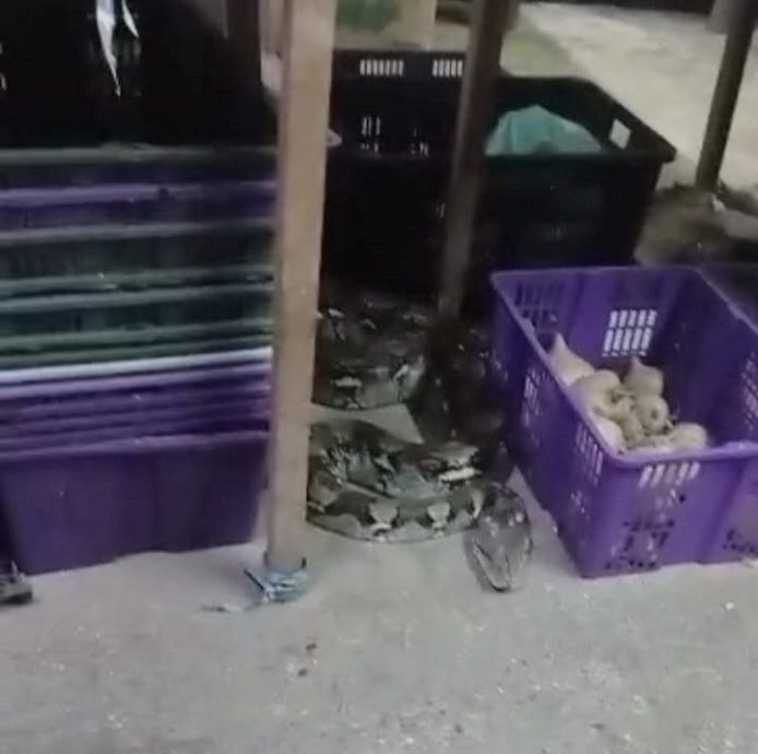 供星洲网:公市小贩活擒一条长约10尺的蟒蛇,却被逃脱