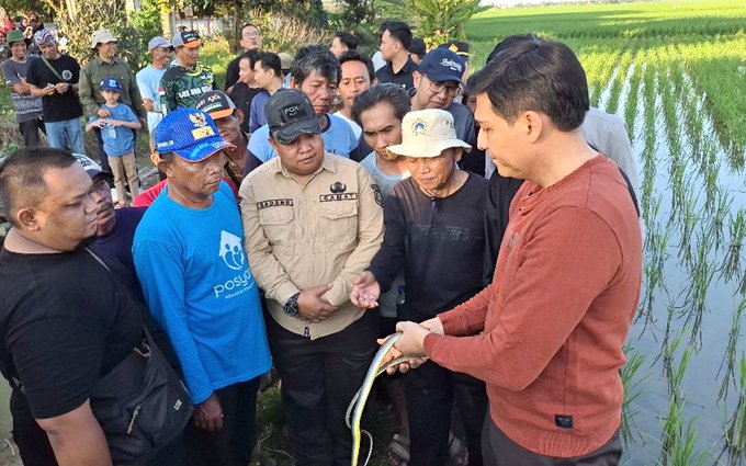 供星洲网：老鼠为患毁收成 稻田放1万条蛇治鼠害！