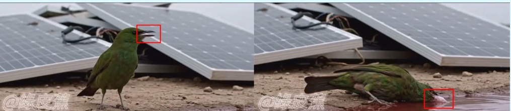 全国：求真：网传小鸟喝了两口太阳能板漏出内部水立刻暴毙？假的！