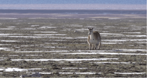 全球首只“机器藏羚羊”曝光　成功伪装混入羊群“零干扰观测”