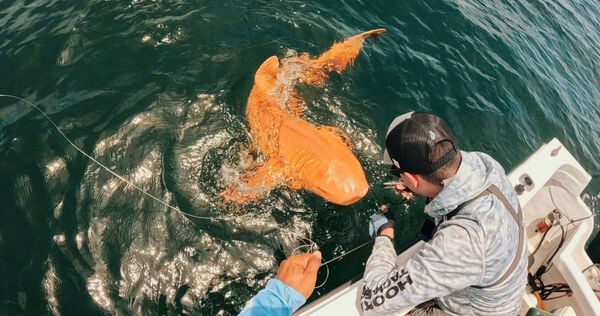 全球首见！罕见基因突变 科学家发现橘色鲨鱼