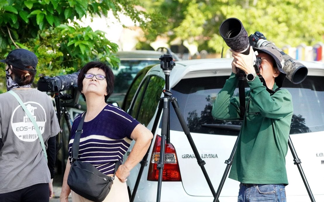 凤头蜂鹰第一花园两度筑巢繁衍 摄影爱好者蜂拥而至