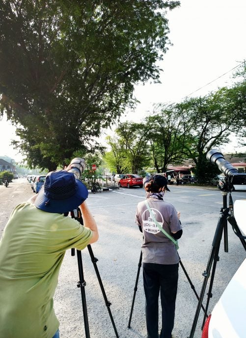 凤头蜂鹰第一花园两度筑巢繁衍 摄影爱好者蜂拥而至