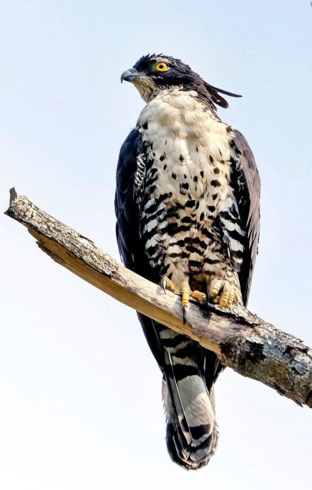 凤头蜂鹰第一花园两度筑巢繁衍 摄影爱好者蜂拥而至