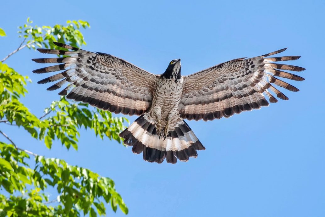 凤头蜂鹰第一花园两度筑巢繁衍 摄影爱好者蜂拥而至