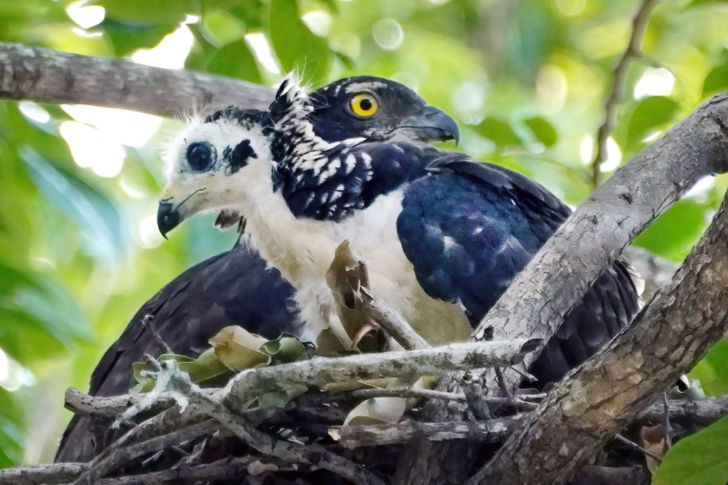 凤头蜂鹰第一花园两度筑巢繁衍 摄影爱好者蜂拥而至