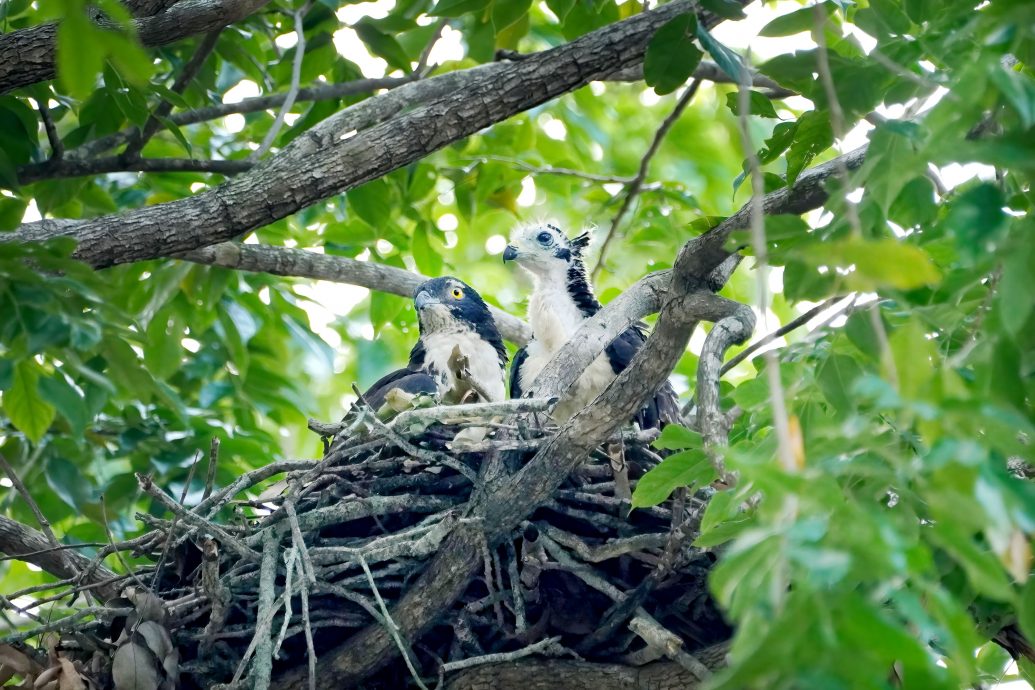 凤头蜂鹰第一花园两度筑巢繁衍 摄影爱好者蜂拥而至