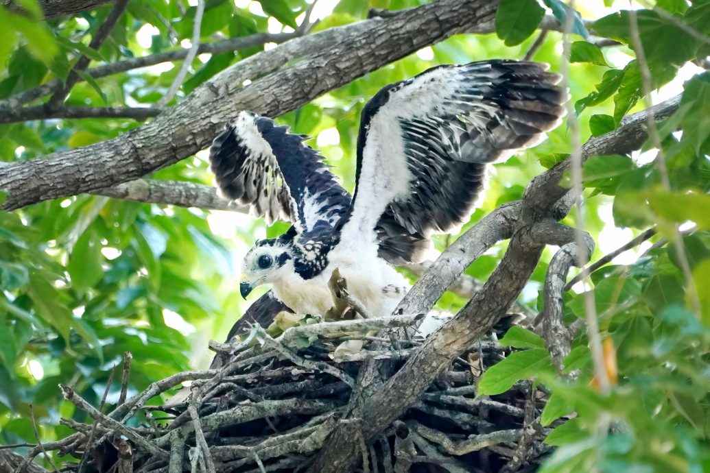 凤头蜂鹰第一花园两度筑巢繁衍 摄影爱好者蜂拥而至