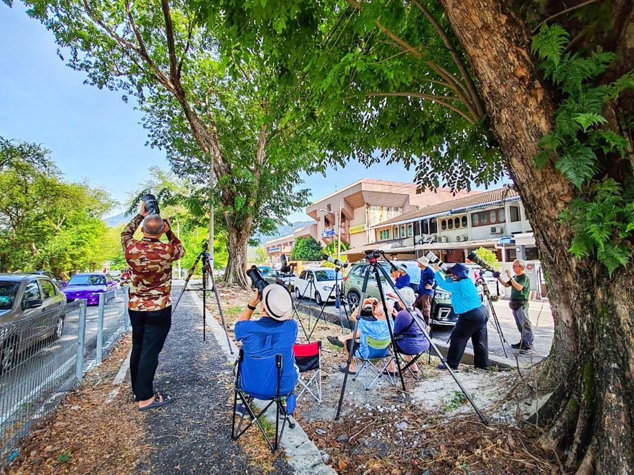 凤头蜂鹰第一花园两度筑巢繁衍 摄影爱好者蜂拥而至