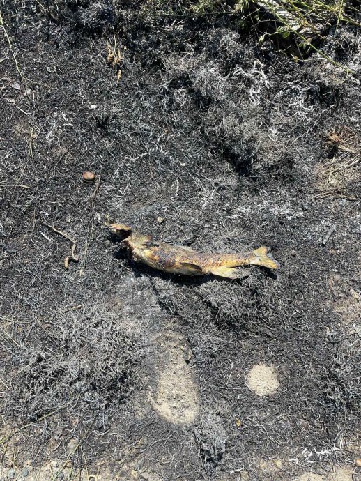 加拿大离奇火灾 罪魁祸首竟是鸟和鱼