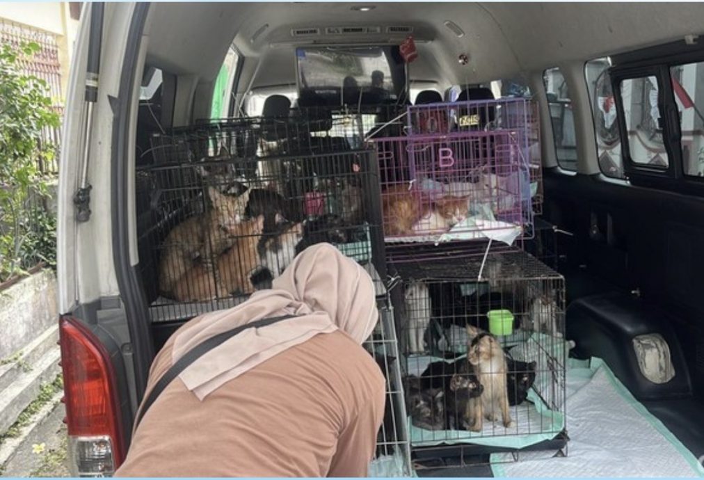 印尼宠物收容所爆虐猫丑闻 冷冻柜藏数十猫尸