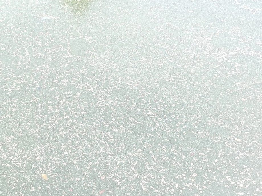 可做早报版头－大都会/加影TTDI Grove蓄洪池飘臭/6图