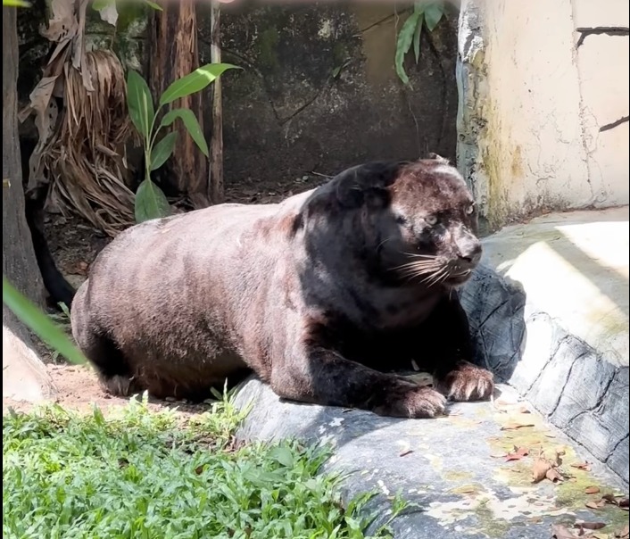 国家动物园伙食真好 黑豹胖成黑熊了