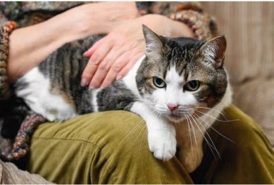 **国际拼盘**猫与人类阿尔茨海默病理特征相同  或成破解失智症关键