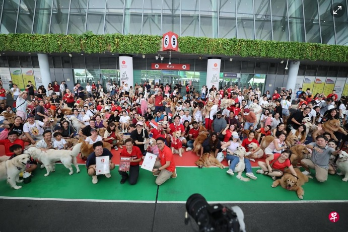 **国际拼盘(只供网)**柯基与黄金猎犬齐聚 另类狮城国庆纪录