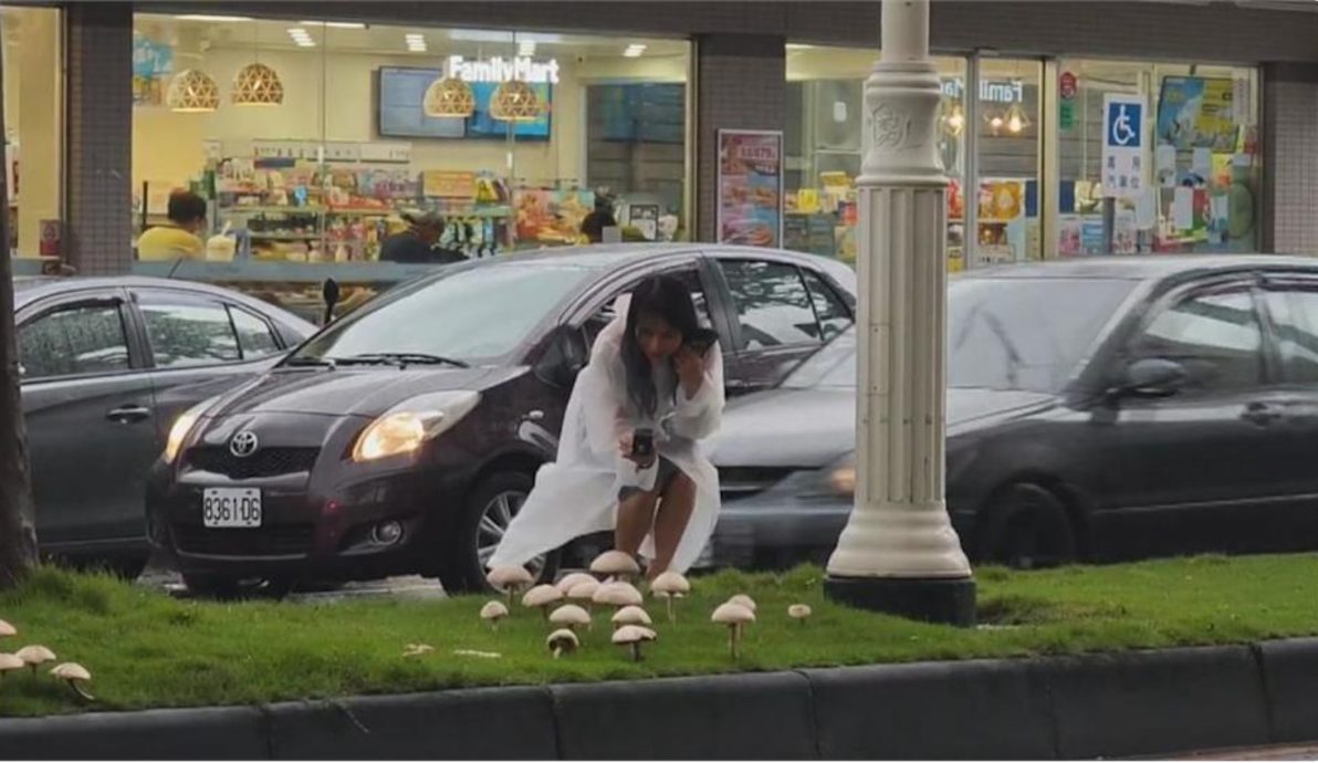  城市人没见过肥菇菇争相打卡 警察漏夜拔光气煞网民	