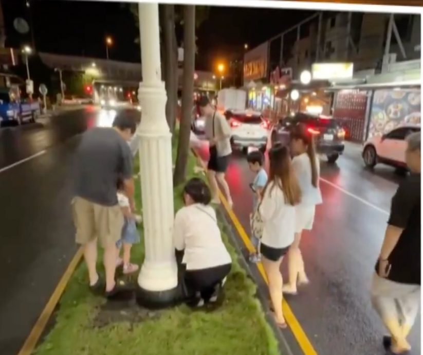  城市人没见过肥菇菇争相打卡 警察漏夜拔光气煞网民	