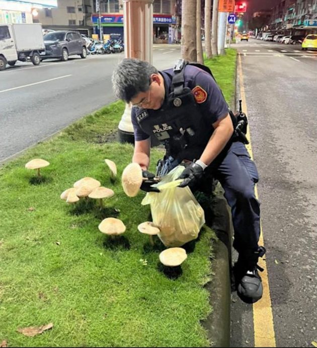  城市人没见过肥菇菇争相打卡 警察漏夜拔光气煞网民	