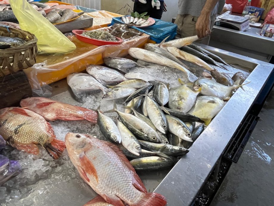 多因素影响渔获骤减 少鱼少客冷清价无起