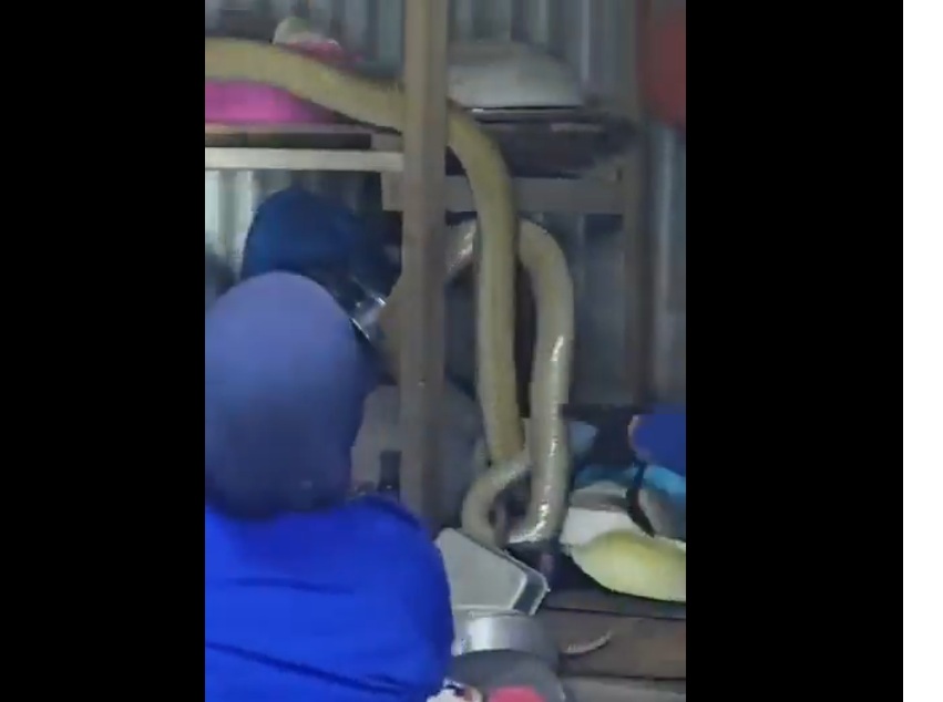 (大北马)4米眼镜巨蛇闯民宅吓坏村民